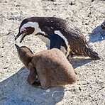  Penguin with chick