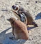  Penguin with chick