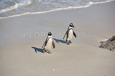 Buy stock photo Black-footed penguin at Boulders Beach,  South Africa