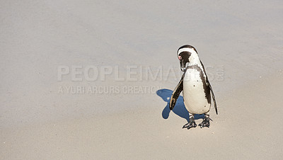 Buy stock photo Black-footed penguin at Boulders Beach,  South Africa