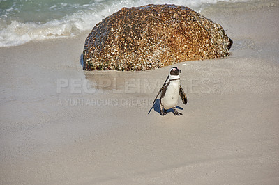 Buy stock photo Black footed penguin at Boulders Beach, Cape Town, South Africa with copy space on a sandy shore. One cute jackass or cape penguin from the spheniscus demersus species as endangered animal wildlife