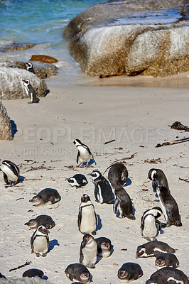 Buy stock photo Black footed African penguin colony on Boulders Beach breeding coast and conservation wildlife reserve in South Africa. Group of protected, endangered, aquatic sea and ocean waterbirds for tourism 