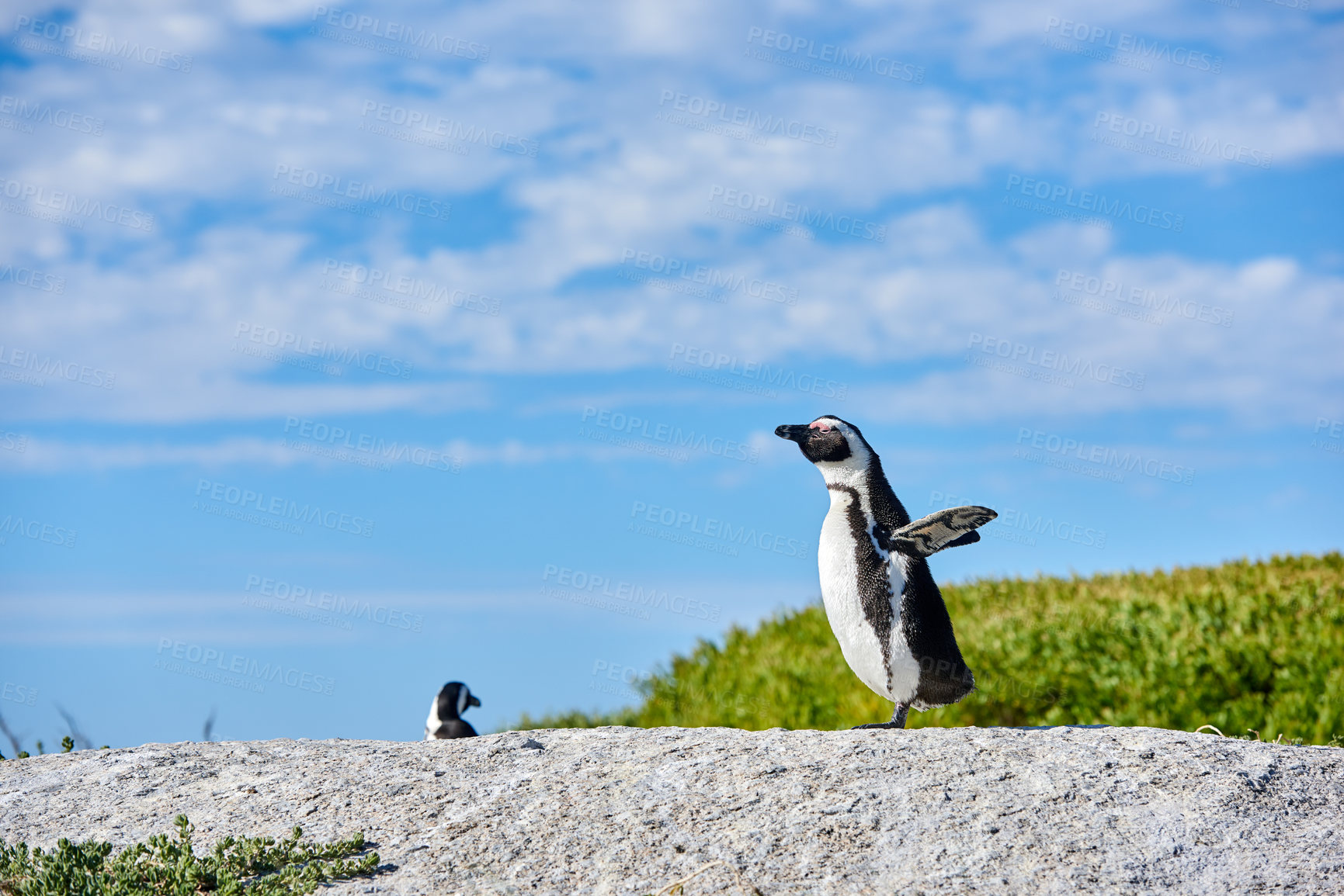 Buy stock photo Penguin on a rock on blue cloudy sky with copy space. One flightless bird on a boulder. Endangered black footed or Cape penguin species standing with open wings or flippers in Cape Town, South Africa