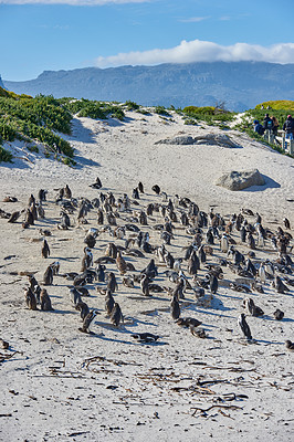Buy stock photo Penguins at Boulders Beach in South Africa. Animals on a remote and secluded popular tourist seaside attraction in Cape Town. Wildlife conservation is important for preservation of the environment