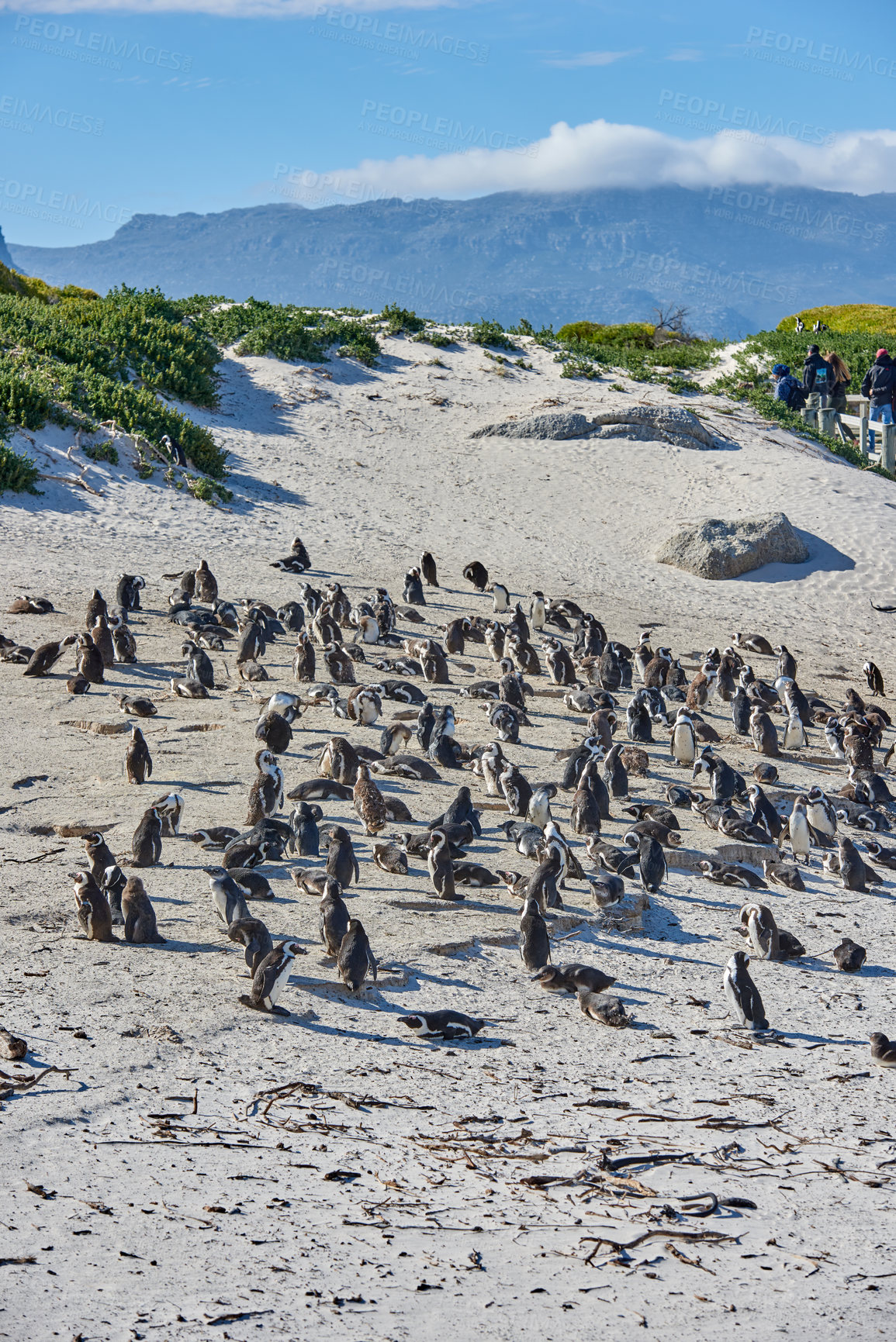 Buy stock photo Penguins at Boulders Beach in South Africa. Animals on a remote and secluded popular tourist seaside attraction in Cape Town. Wildlife conservation is important for preservation of the environment