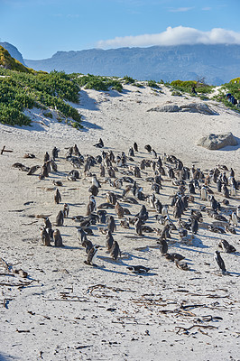 Buy stock photo Group of black footed penguins at Boulders Beach, South Africa waddling on a sandy shore. Colony of cute jackass or cape penguins from the spheniscus demersus species as endangered wildlife animals