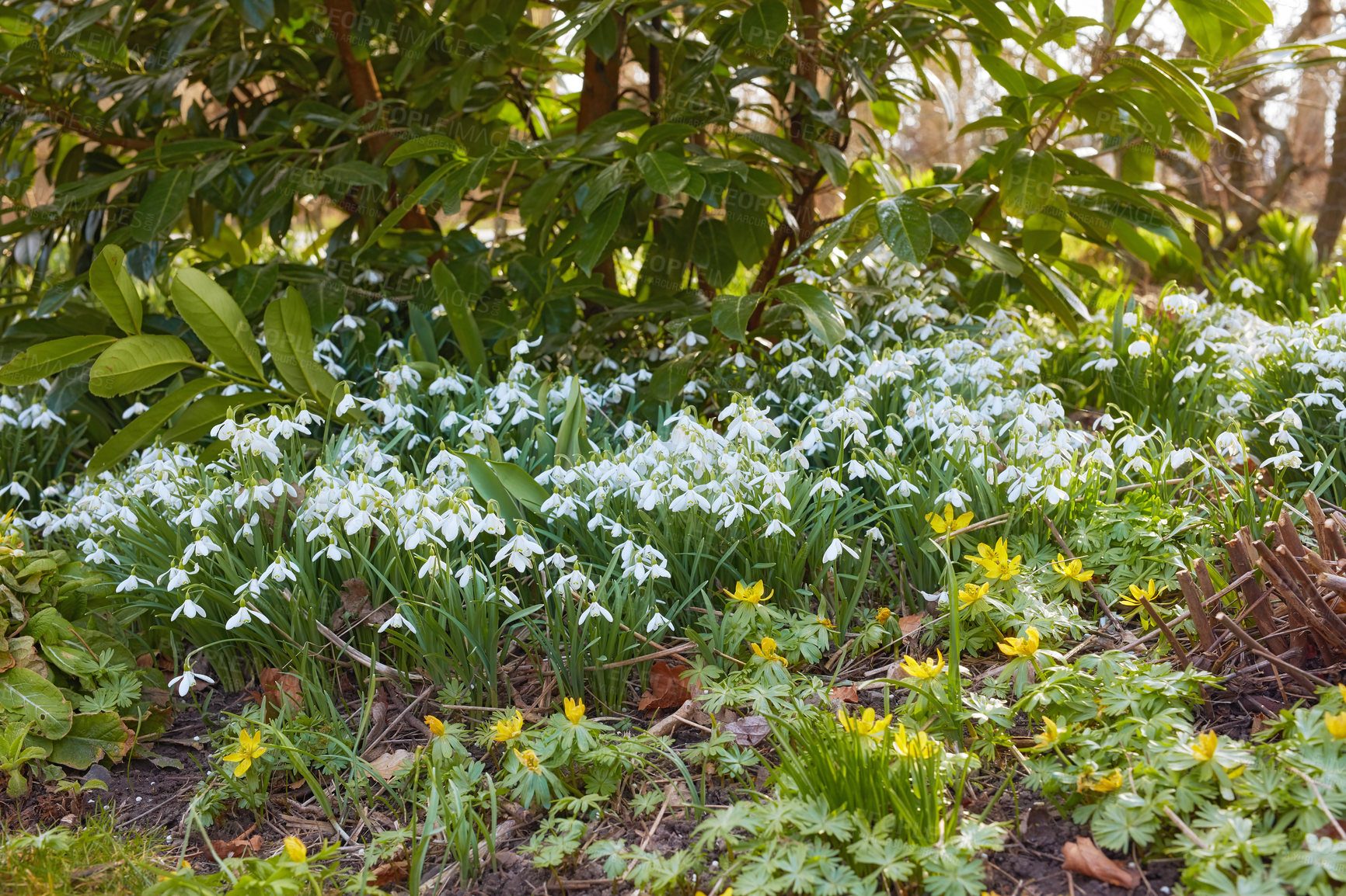 Buy stock photo Closeup of white common snowdrop and yellow starburst flowers growing in lush green flowerbed in a landscaped home garden. Group of galanthus nivalis blossoming, blooming and flowering in a backyard
