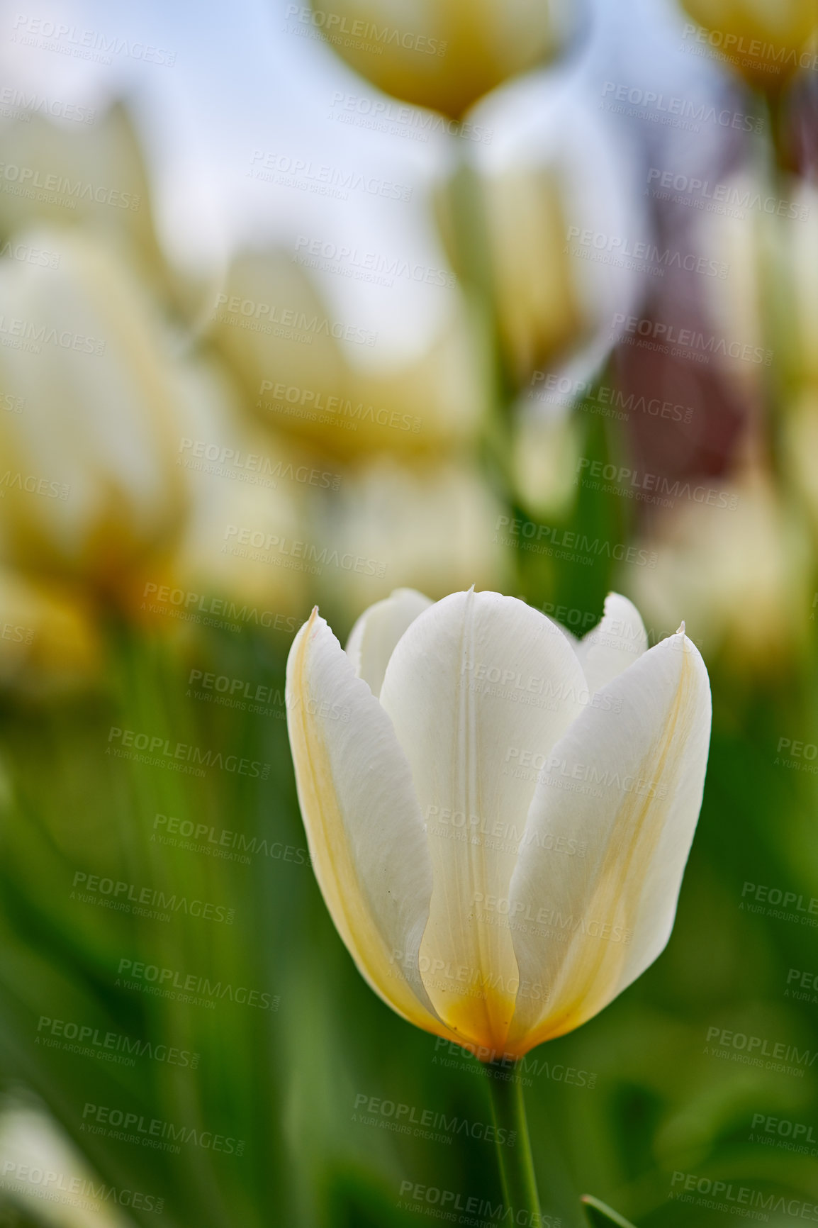 Buy stock photo Flowering plant beginning to open up and bloom in a backyard garden outside. Flowers flourishing and brightening a field. Beautiful white tulips growing against a nature background in summer