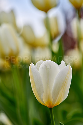 Buy stock photo Flowering plant beginning to open up and bloom in a backyard garden outside. Flowers flourishing and brightening a field. Beautiful white tulips growing against a nature background in summer