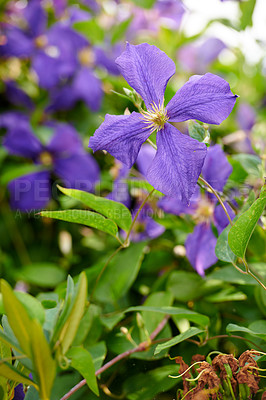 Buy stock photo Closeup of colorful purple flowers in a garden. Cranesbill geranium growing in a natural environment on a sunny day. Beautiful plants with vibrant violet petals blooming and blossoming in spring