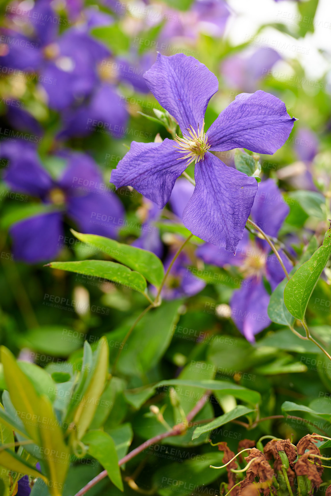 Buy stock photo Closeup of colorful purple flowers in a garden. Cranesbill geranium growing in a natural environment on a sunny day. Beautiful plants with vibrant violet petals blooming and blossoming in spring