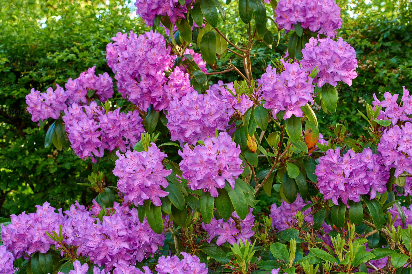 Buy stock photo Rhododendron is a genus of 1,024 species of woody plants in the heath family, either evergreen or deciduous, and found mainly in Asia, although it is also widespread throughout the Southern Highlands of the Appalachian Mountains of North America.