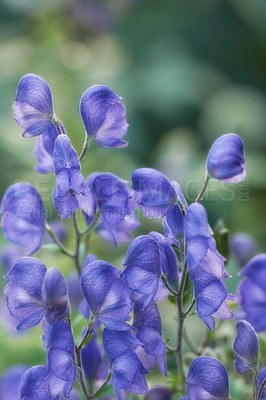 Buy stock photo Purple skullcap flowers growing in a botanical garden on a sunny day against a nature background. Beautiful plants with vibrant violet petals blooming and blossoming in spring in a lush environment