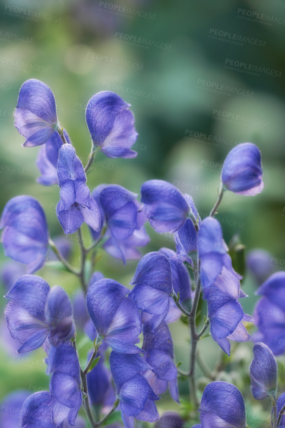 Buy stock photo Purple skullcap flowers growing in a botanical garden on a sunny day against a nature background. Beautiful plants with vibrant violet petals blooming and blossoming in spring in a lush environment