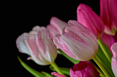 Buy stock photo Closeup of pink tulips growing, blossoming, flowering against black background. Macro view of a bunch of flowers blooming. Horticulture, cultivation of decorative plants symbolising love or affection
