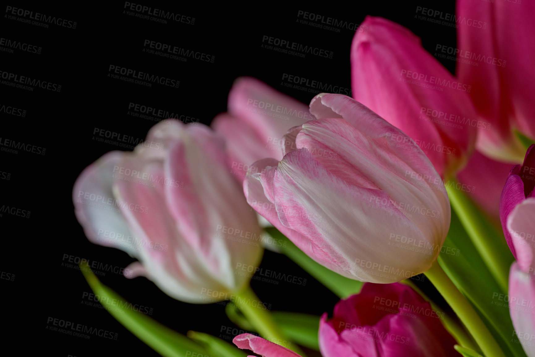 Buy stock photo Closeup of pink tulips growing, blossoming, flowering against black background. Macro view of a bunch of flowers blooming. Horticulture, cultivation of decorative plants symbolising love or affection