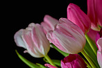 Tulips with black background