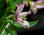 Beautiful flower - dark background