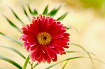 Beautiful bouquet of flowers