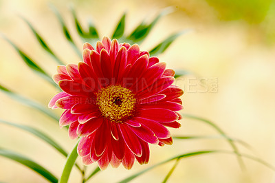 Buy stock photo Bouquet with different kind of flowers