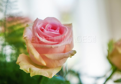 Buy stock photo A beautiful red and pink roses in a vase