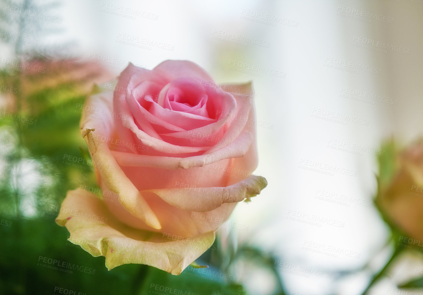 Buy stock photo A beautiful red and pink roses in a vase