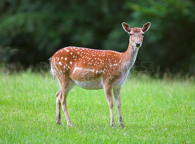 Buy stock photo A female deer (fallow dear) in natural setting