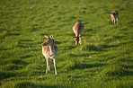 Deer (fallow deer)