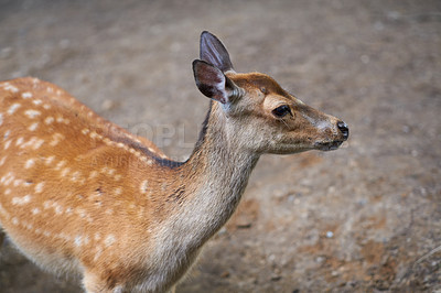 Buy stock photo A female deer (fallow dear) in natural setting