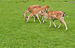 Deer (fallow deer)