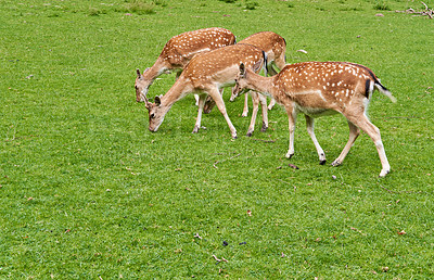 Buy stock photo A female deer (fallow dear) in natural setting