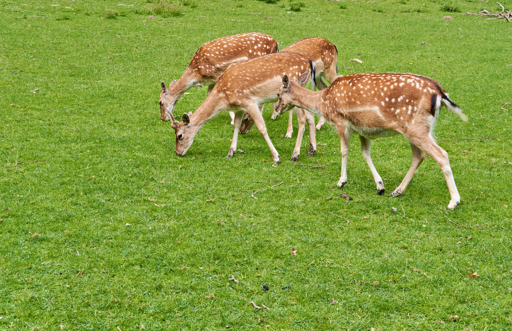 Buy stock photo A female deer (fallow dear) in natural setting