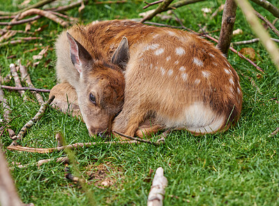 Buy stock photo A female deer (fallow dear) in natural setting