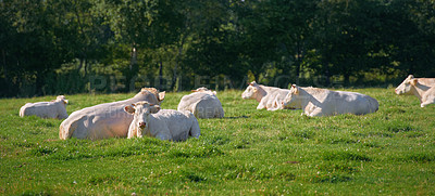 Buy stock photo Brown and white cows standing in farm pasture