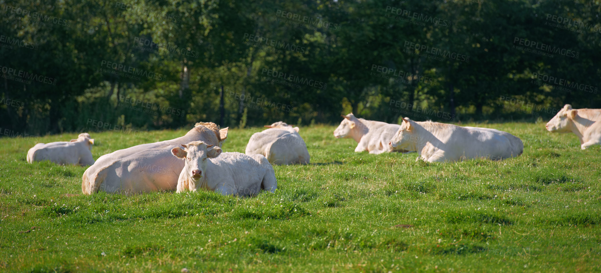 Buy stock photo Brown and white cows standing in farm pasture