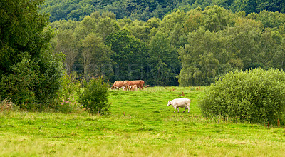 Buy stock photo Brown and white cows on a field with trees in the background and copy space. Cattle or livestock animals on sustainable agricultural farmland for dairy, beef, or meat industry with copyspace