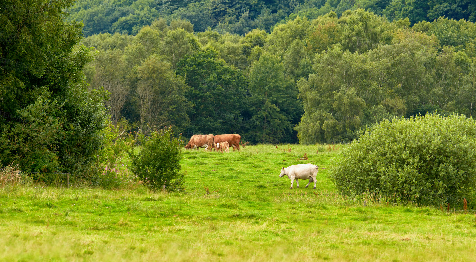 Buy stock photo Brown and white cows on a field with trees in the background and copy space. Cattle or livestock animals on sustainable agricultural farmland for dairy, beef, or meat industry with copyspace