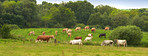 Cows - brown and white