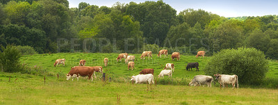 Buy stock photo Herd of cows eating grass on a field in the rural countryside. Lush landscape with cattle animals grazing on a pasture in nature. Raising and breeding livestock on a ranch for beef and dairy industry