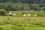 Cows - brown and white