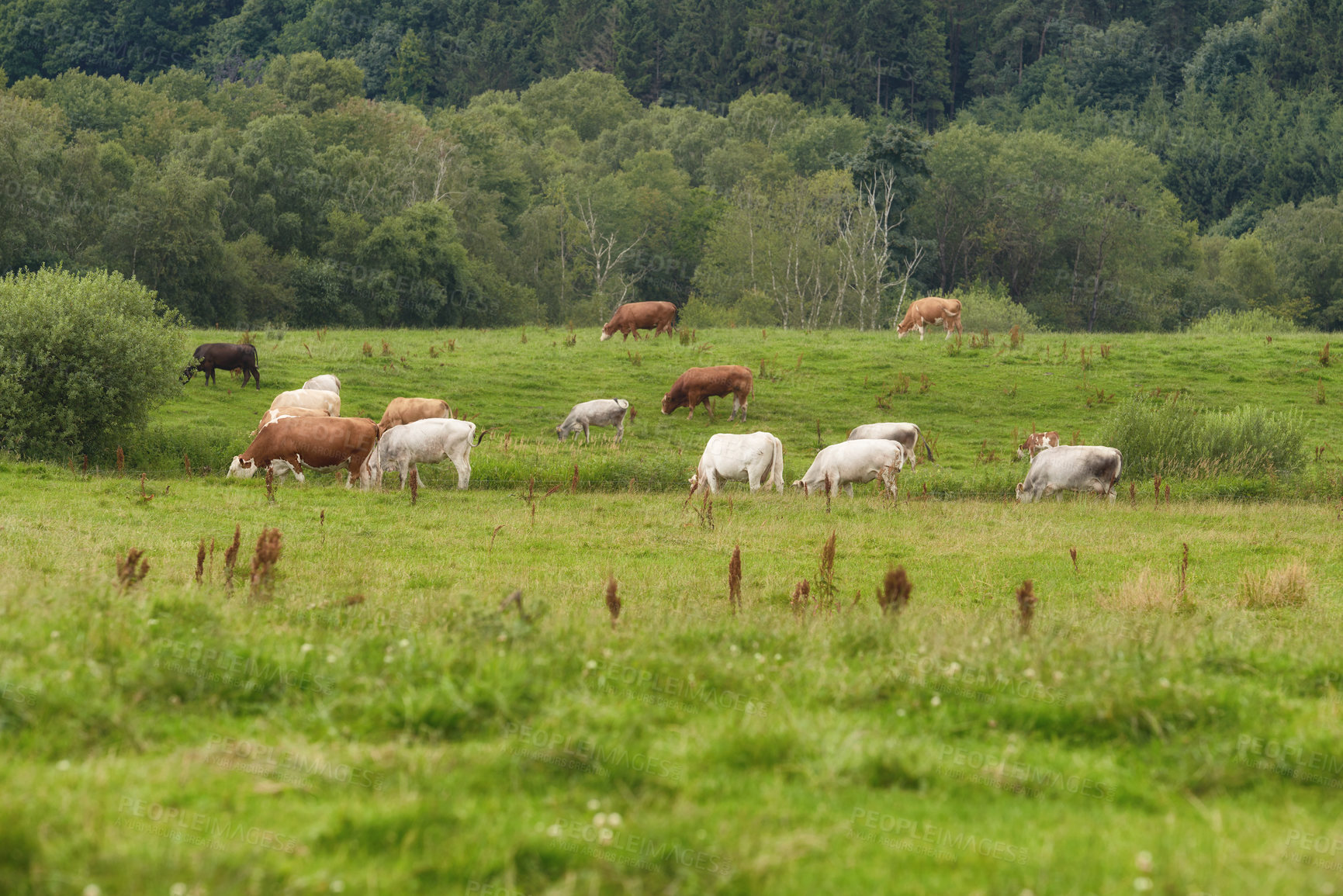 Buy stock photo A cattle farm with cows grazing on green pasture on a summer morning. Livestock or a herd feeding outdoors in a meadow during spring. Brown and white cow stock on a field eating