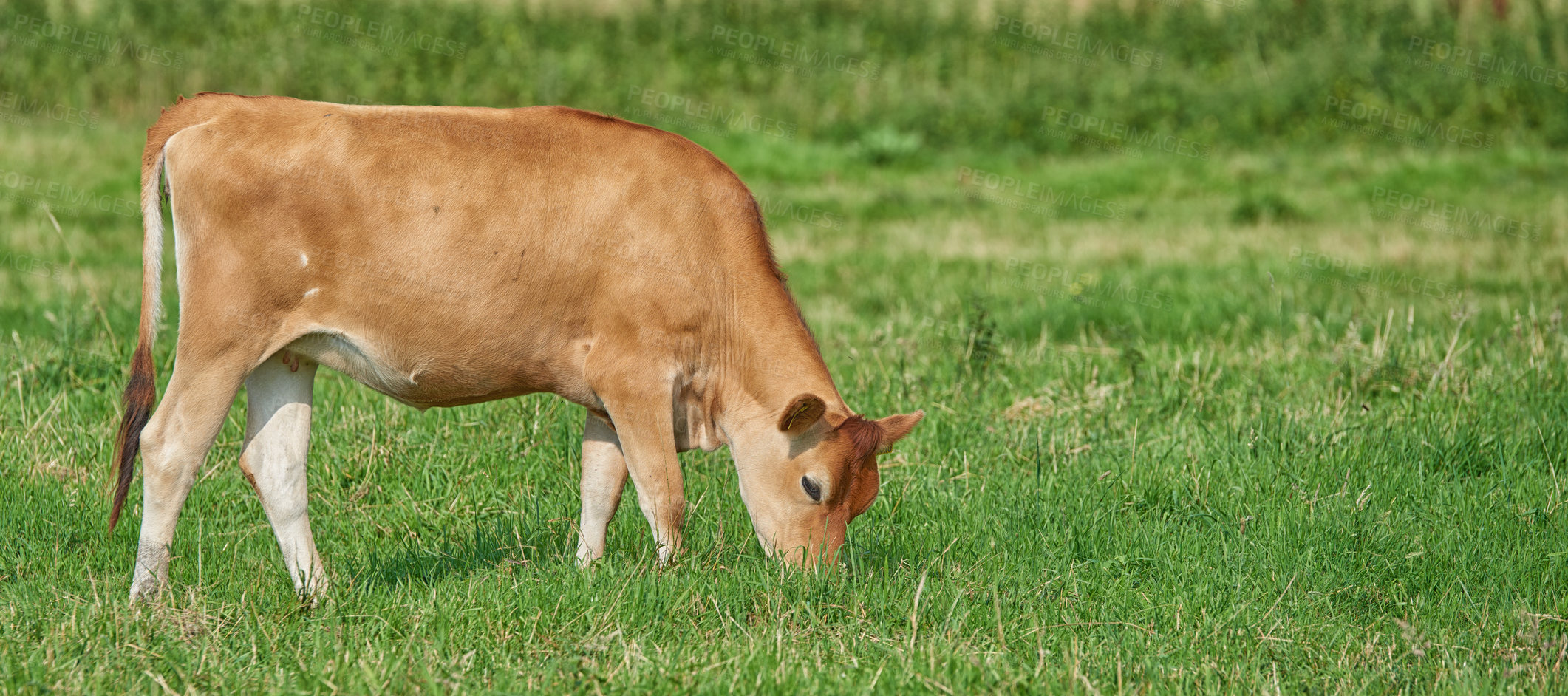 Buy stock photo A brown cow grazing on an organic green dairy farm in the countryside. Cattle or livestock in an open, empty and vast grassy field or meadow. Bovine animals on agricultural and sustainable land
