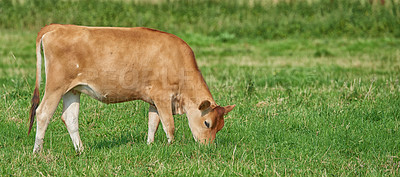 Buy stock photo A brown cow grazing on an organic green dairy farm in the countryside. Cattle or livestock in an open, empty and vast grassy field or meadow. Bovine animals on agricultural and sustainable land