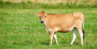 Buy stock photo One brown and white cow on a greenfield in rural countryside with copy space. Raising and breeding livestock cattle on a farm for the beef and dairy industry. Landscape with animals in nature