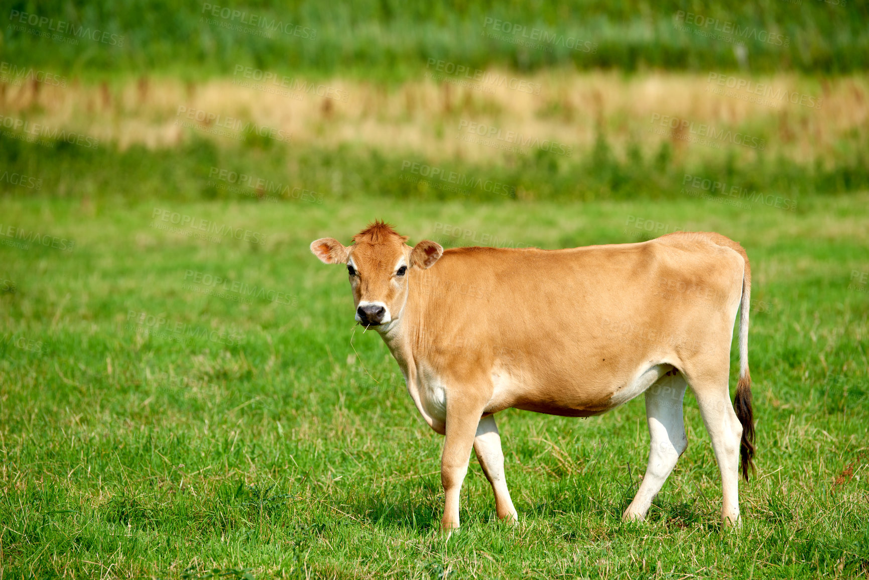 Buy stock photo Cow on a farm for meat industry and the production of food for human consumption. Beef is a form of protein that helps maintain good health. Poultry is sold to butchers and grocery stores for eating