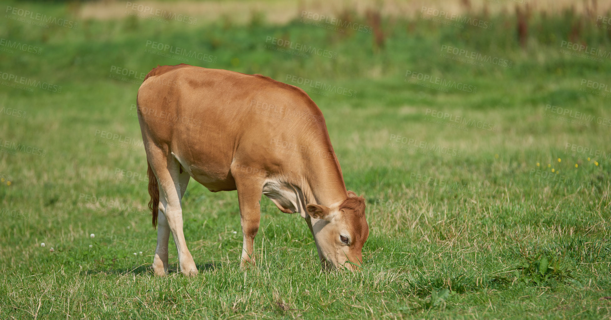 Buy stock photo Brown calf eating and grazing on green farmland in the countryside. Cow or livestock standing on an open, empty and secluded lush grassy field or meadow. Animal in its natural pasture or environment.