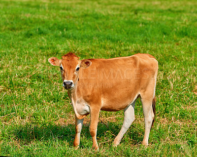 Buy stock photo Portrait of a brown cow grazing on green farmland in the countryside. Cattle or livestock standing on an open, empty and secluded grassy field or meadow. Animal in its natural environment in nature