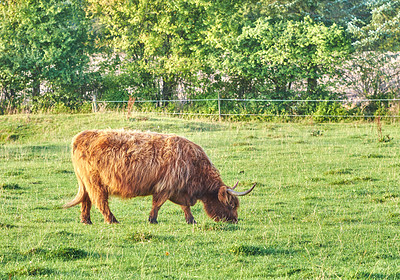 Buy stock photo One highland cow grazing in a field in the morning. A brown farm animal or mammal eating green grass in a fresh heather meadow. Cattle or livestock pasture on fresh agriculture land during summer