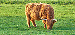 Highland cows