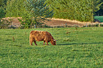 Highland cows